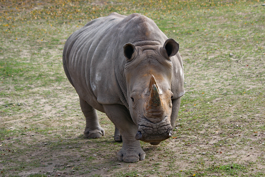 Wildlands Adventure Zoo Emmen