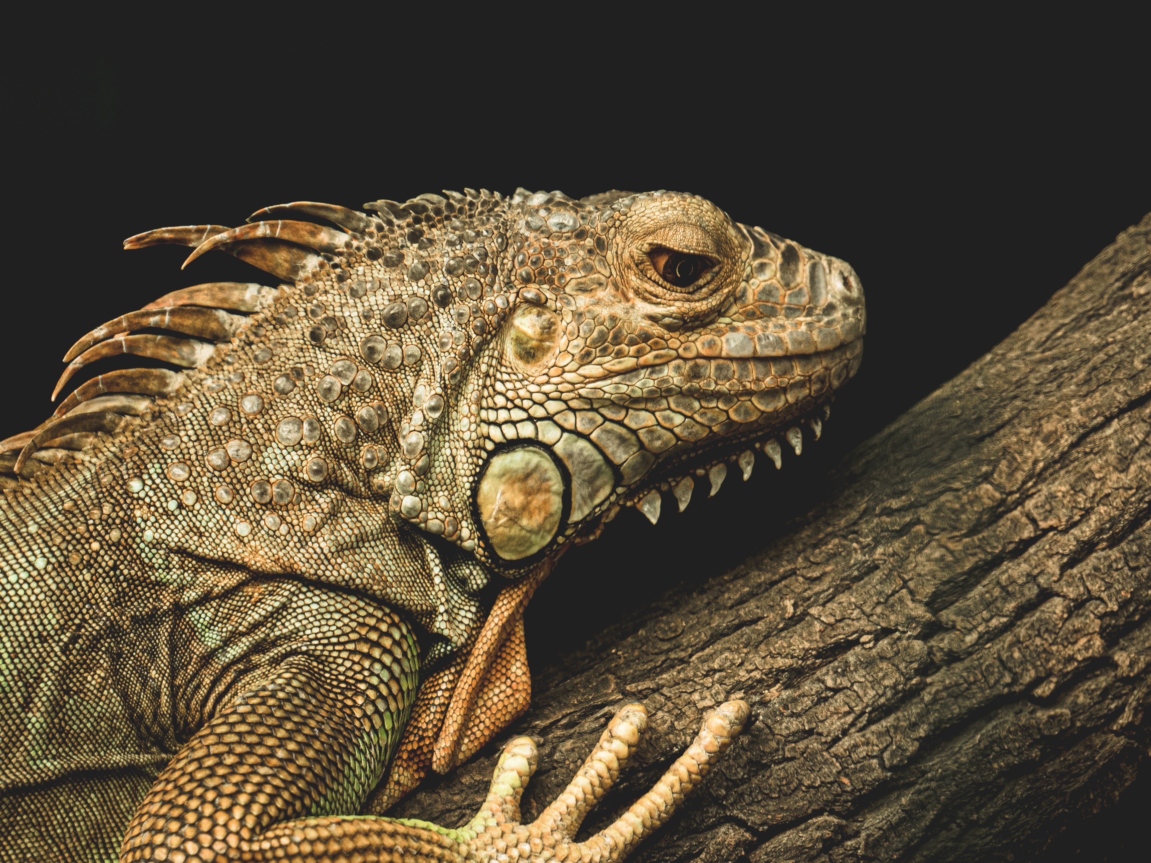 Reptielenzoo